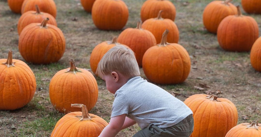 Top Fall Activities - Explore Elk Grove