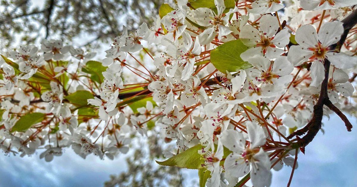 Elk grove weather 10 day forecast