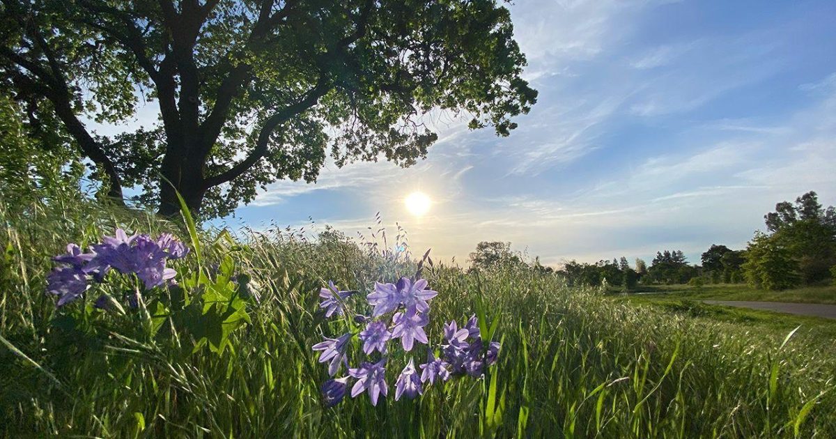 Elk Grove Weather 30 Day Forecast Summary